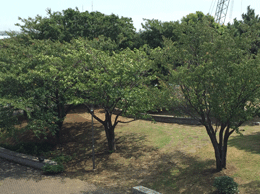 江東区立東雲水辺公園